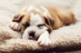 /album/galerie-photos/chiot-pottele-jpg/